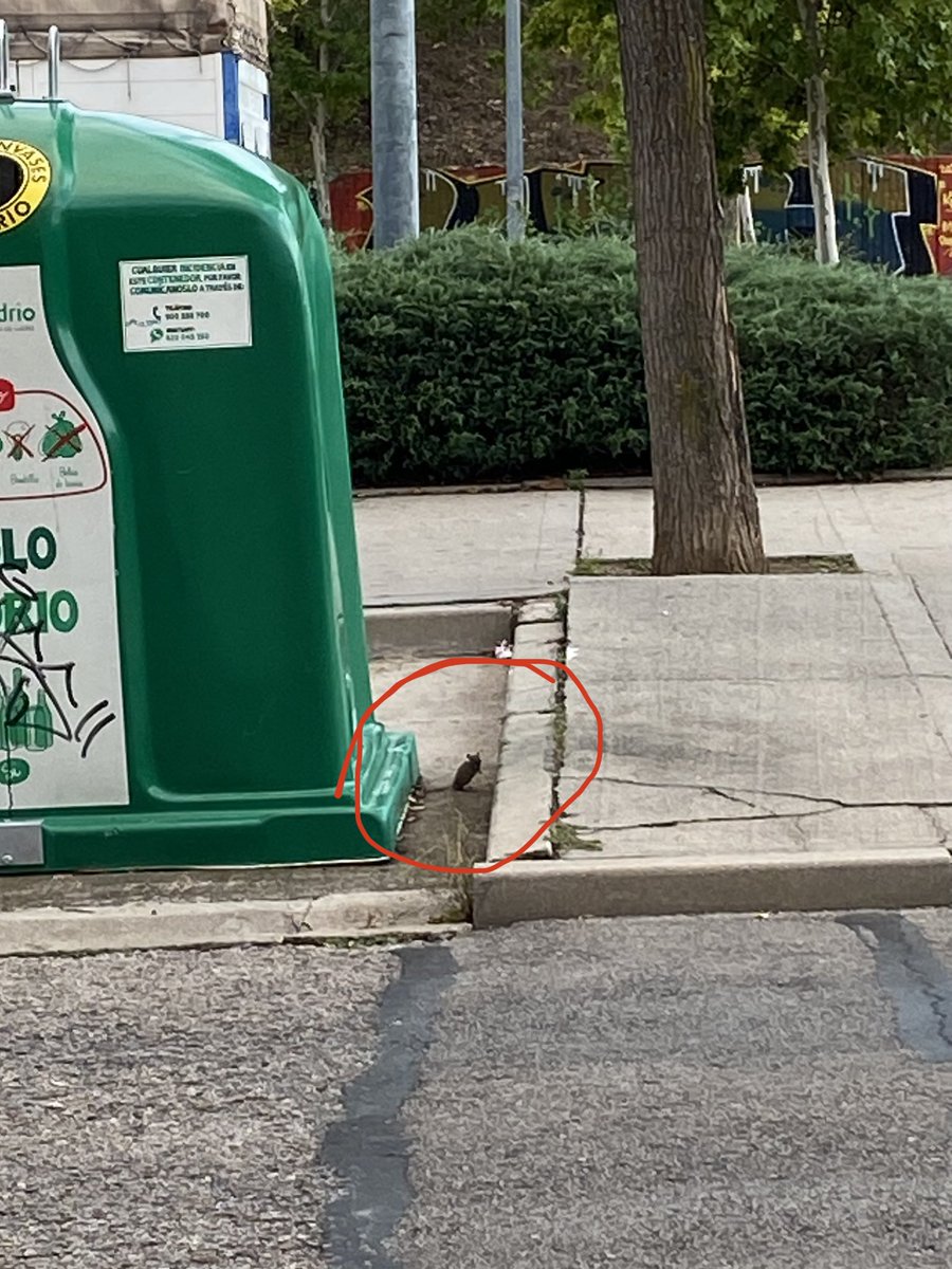 Laurajimenez231's tweet photo. @AytoLeganes ratas que campan a sus anchas en los setos de la Avda. de la Reina Sofía y del parque de detrás de la renfe en #leganésNorte @marecuencopp LIMPIEZA del barrio ya, por favor!!!! https://t.co/t1BHnPtudw