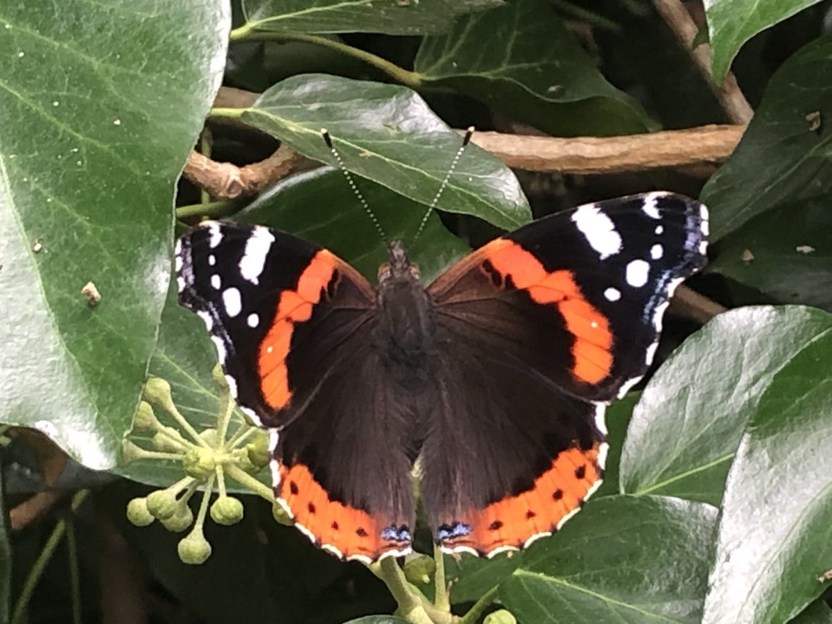 Red Admirals out in force this weekend, to celebrate their table topping performance in the #BigButterflyCount Challenge.  Flying high and just loving the flowering Ivy!  ⁦@savebutterflies⁩ ⁦@BigCButterflies⁩ ⁦@Bc_HertsMiddx⁩