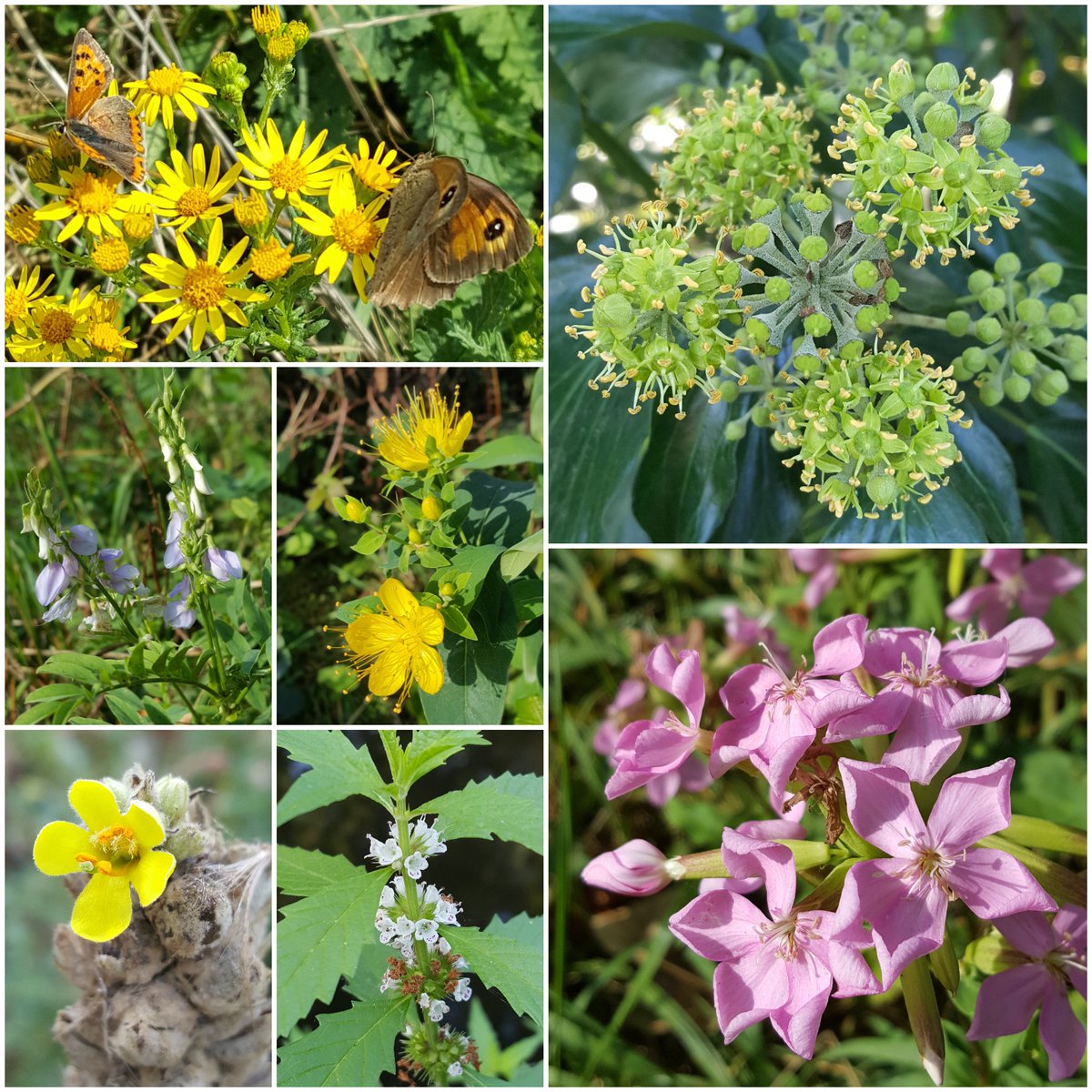 Some of the flowers still doing their thing in Bushy Park this week for #WildFlowerHour
ragwort (feeding small copper and gatekeeper butterflies), ivy, soapwort, gypsywort, great mullein, goat's-rue and stinking tutsan