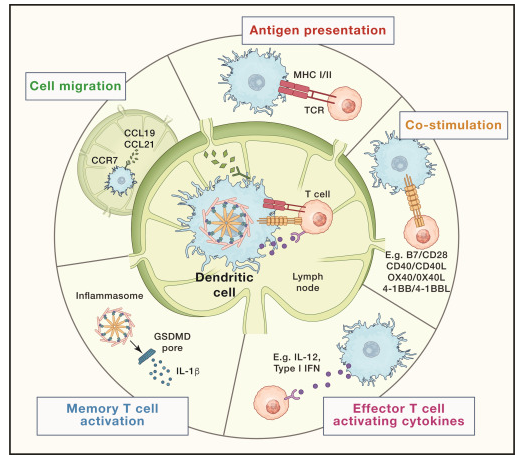 Modulating the #innate #immune system in #cancer has being disappointing. This review presents a framework where distinct innate immune signaling pathways activate 5 key dendritic cell activities that are important for T cell-mediated immunity. Most approaches in the clinic have