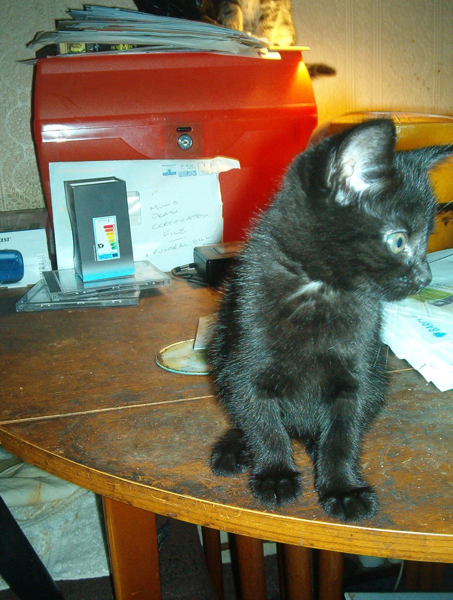 We do... was catnapped 10 days but still found my way back to dad... 😎