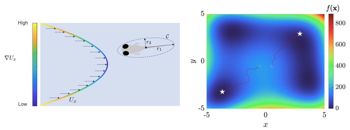 How fish navigation mechanisms can be employed to develop a zero-order optimization strategy? Find out in our recent work, where we explore the connection between fish navigation, optimization, and robot target tracking applications.
ieeexplore.ieee.org/document/10250…