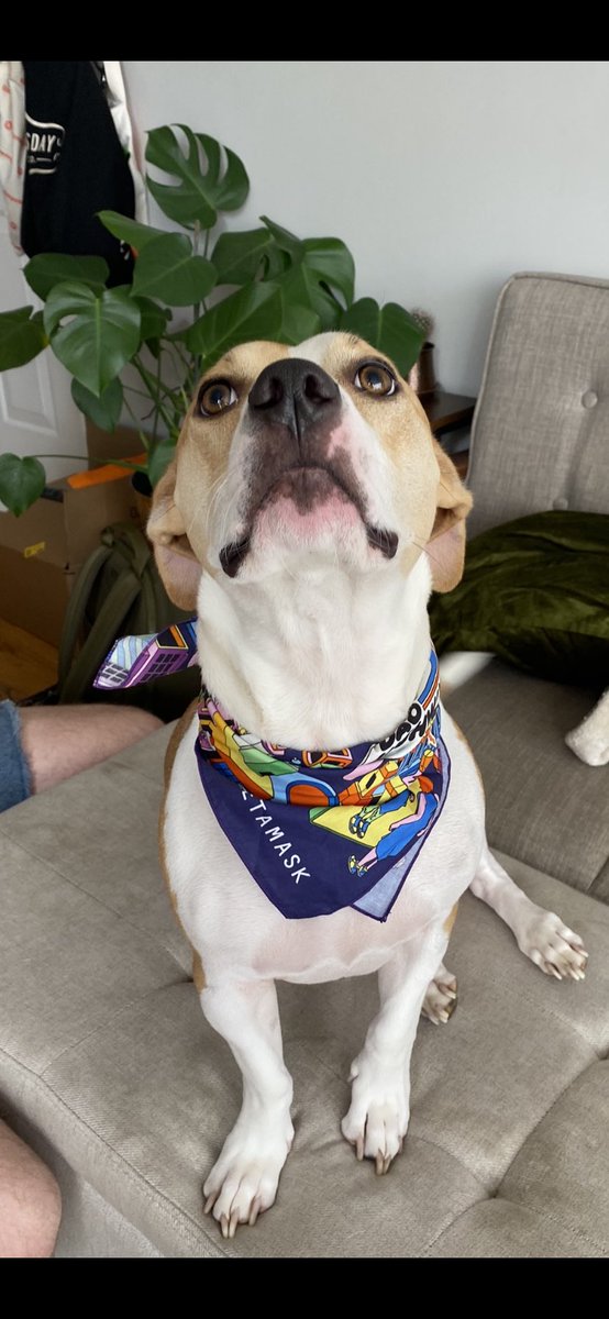 phronesisposter's tweet image. The pup rocking his ⁦@MetaMask⁩ swag from the ⁦@LineaBuild⁩ booth. Thanks team!