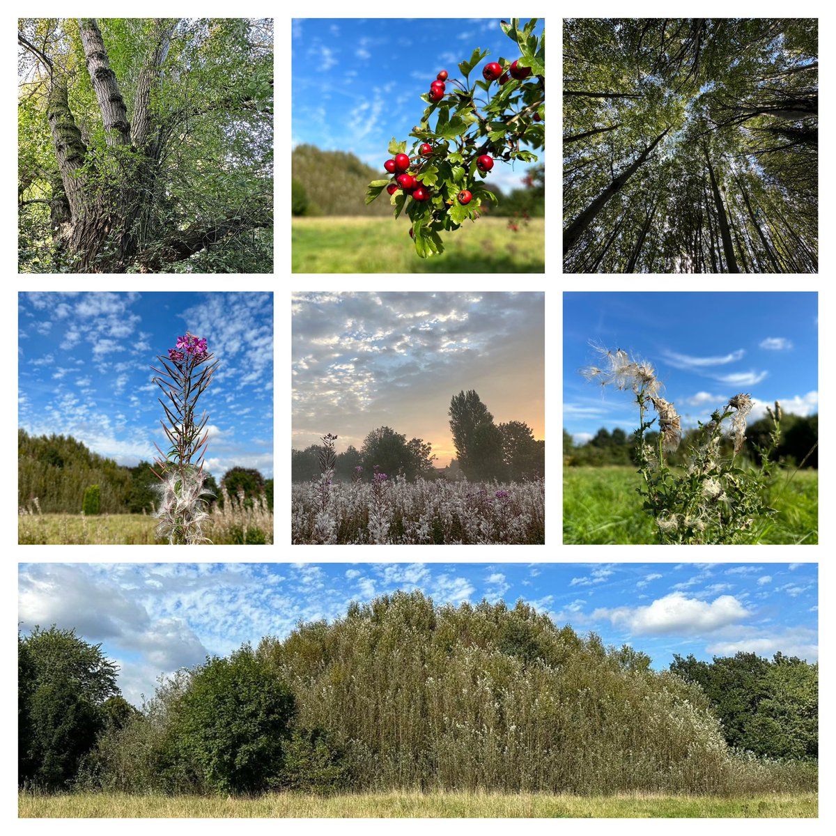 Autumn vibes in <a href="/ryebankfields/">Save RyeBank Fields 🍃💚🍃</a> #Manchester
#nature #outdoors #mindfulness #wildflowerhour <a href="/wildflower_hour/">wildflowerhour</a> #SevenOnSunday #mentalhealth #health
The fields are under threat from property developers-please follow <a href="/ryebankfields/">Save RyeBank Fields 🍃💚🍃</a> &amp; support saving them. 🐝