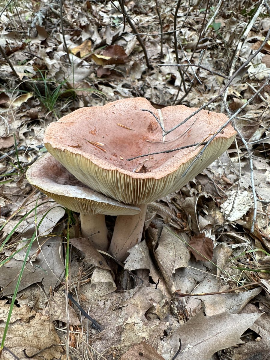 Never seen these so large!