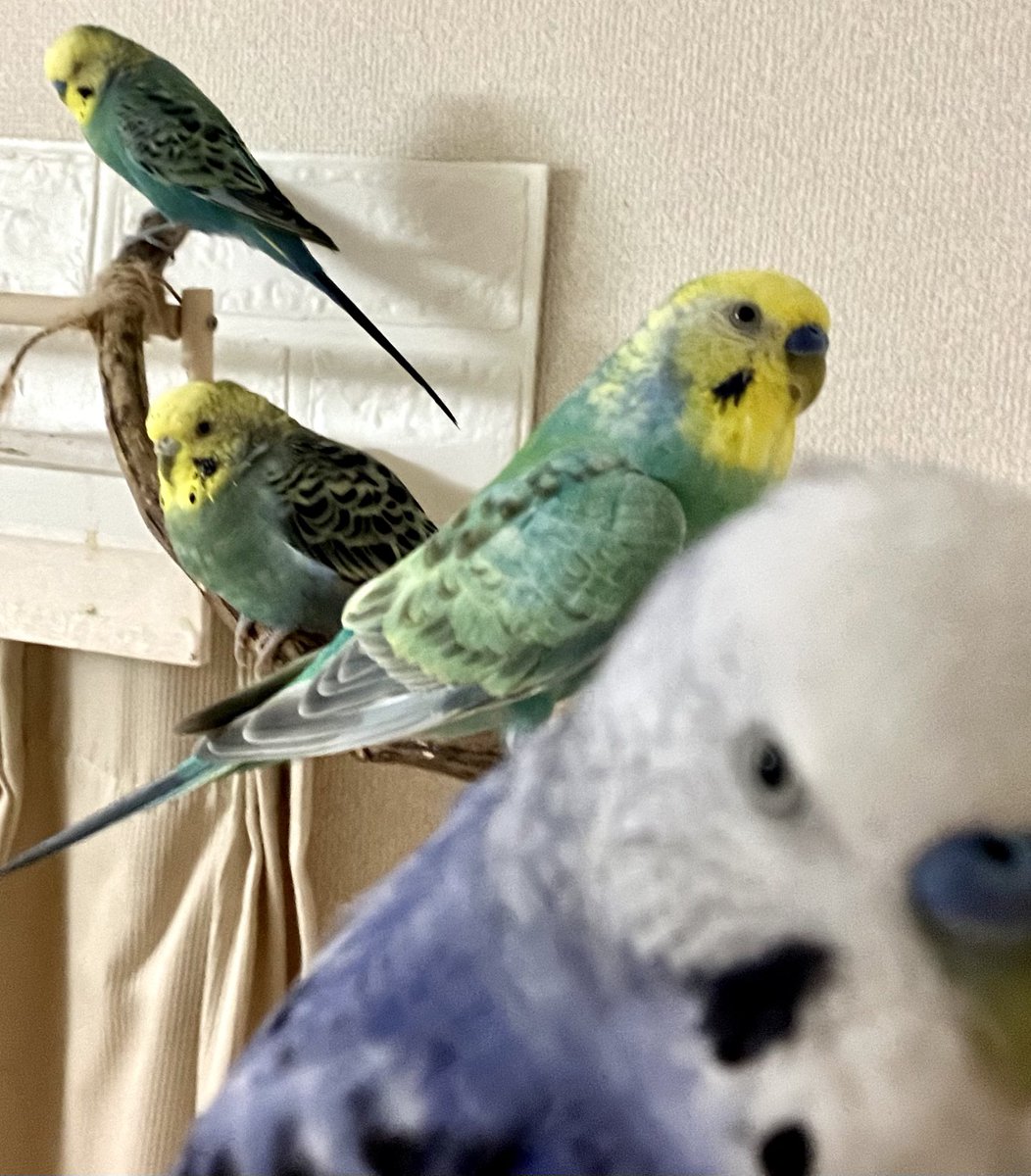 0020まい tweet media