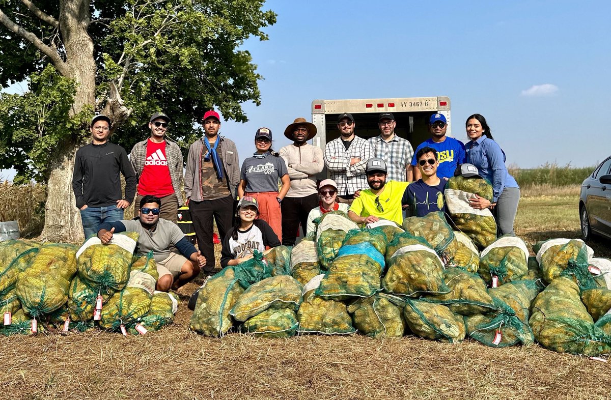 A big thank you to 6 grad students, 4 techs, 2 postdocs and 2 professors who spent this Saturday harvesting and husking corn. One field harvested, three more to go. #cornhuskercorn