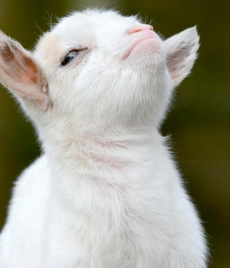 alomgc14's tweet photo. Cabra haciendo cosas de cabrinas. 🐐 https://t.co/NtBkGJtChG
