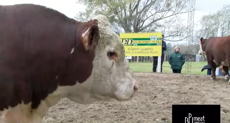 noticiascharrua's tweet photo. Un Toro de Santa Clotilde de la Familia Bove, , obtuvo el precio mayor del remate "Los Toros de Kiyú” realizado este domingo, en la Central de Pruebas de la SCHU en el departamento de San José, con el que se puso en marcha la Zafra de Venta de Toros, de Primavera https://t.co/xMEAUc1uh2