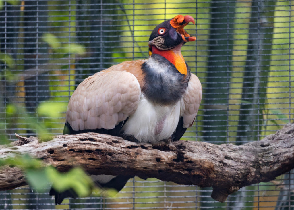 rex_ofc's tweet photo. Vultures are beautiful birds, they are perfectly adapted to not only scavenge corpses but to also hunt small animals like rabbits. Pop culture for some reason give these fellas a bad reputation as "evil ugly looking scavengers birds" https://t.co/40xpOZgMOZ