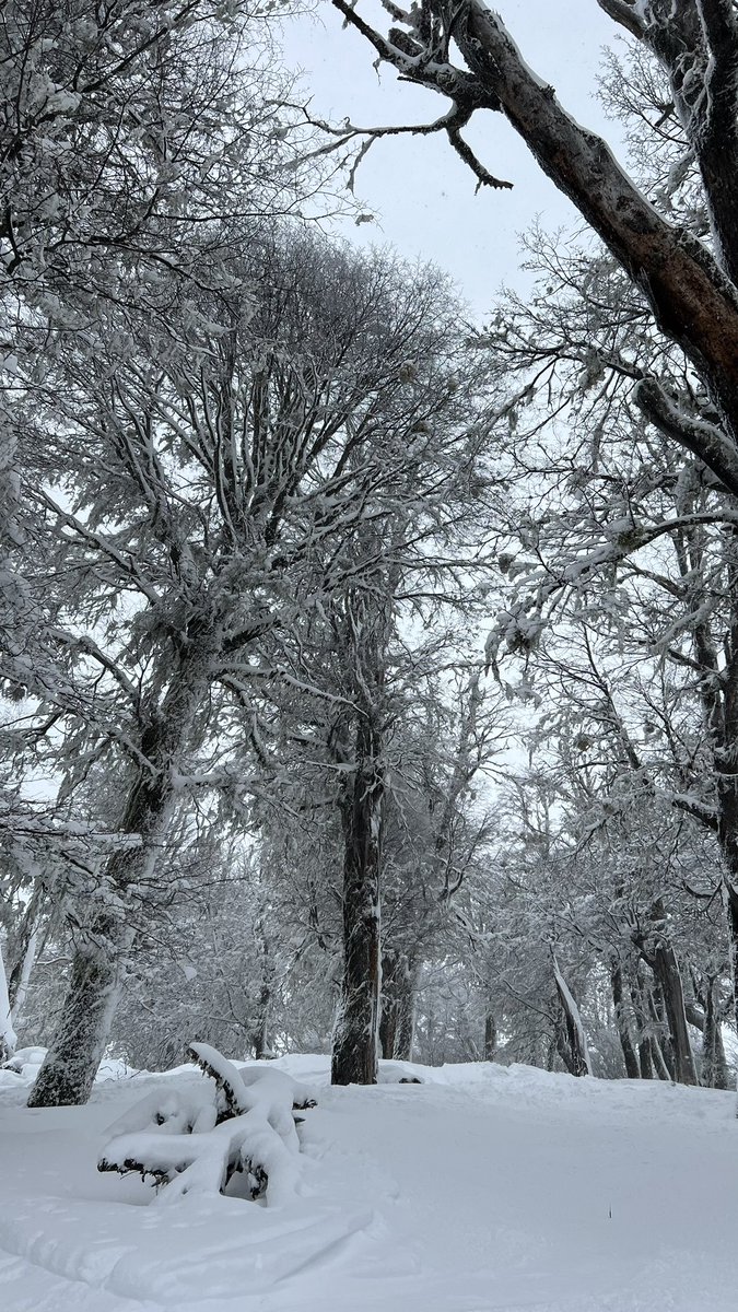 _viajarmas's tweet photo. Tremenda nevada de ayer 16/9 en el Cerro Chapelco ❤️❤️#nieve #sanmartindelosandes #patagonia #argentina https://t.co/BMfVLWObXb