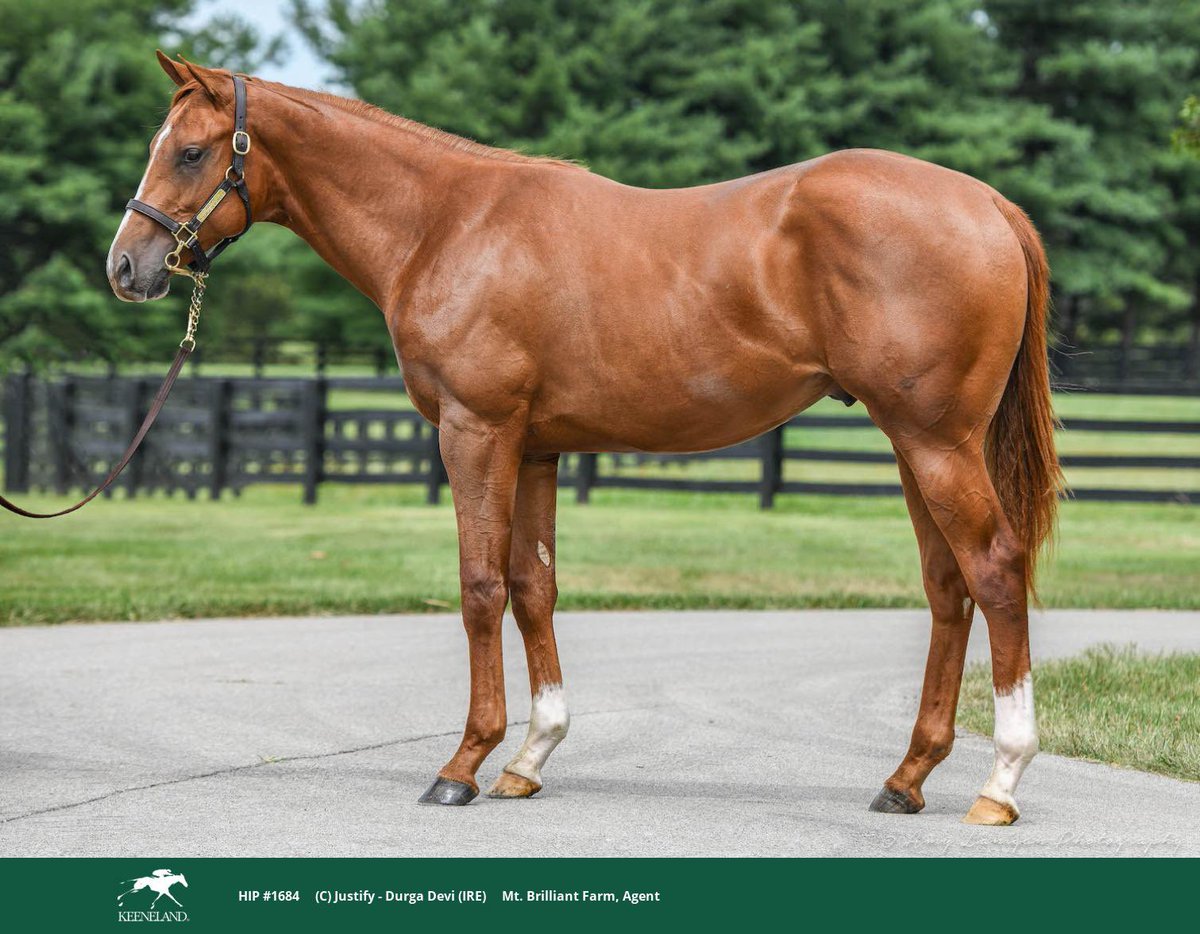 hammer drops at $600,000 to @PinOakStud for this racey colt by JUSTIFY from @mtbrilliant sales consignment. Congratulations to all connections! #HomeOfChampions #CoolmoreSires