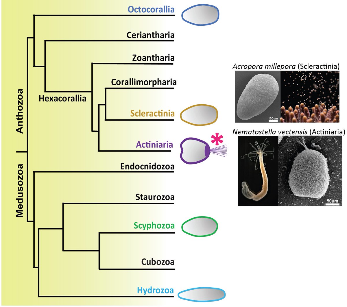 Did you know that some cnidarian larvae such as sea anemones have a long ciliary tuft in their apical domain, while others like stony corals and medusozoans do not have this feature? Our preprint uncoveres the origins of the apical ciliary tuft in Cnidaria biorxiv.org/content/10.110…