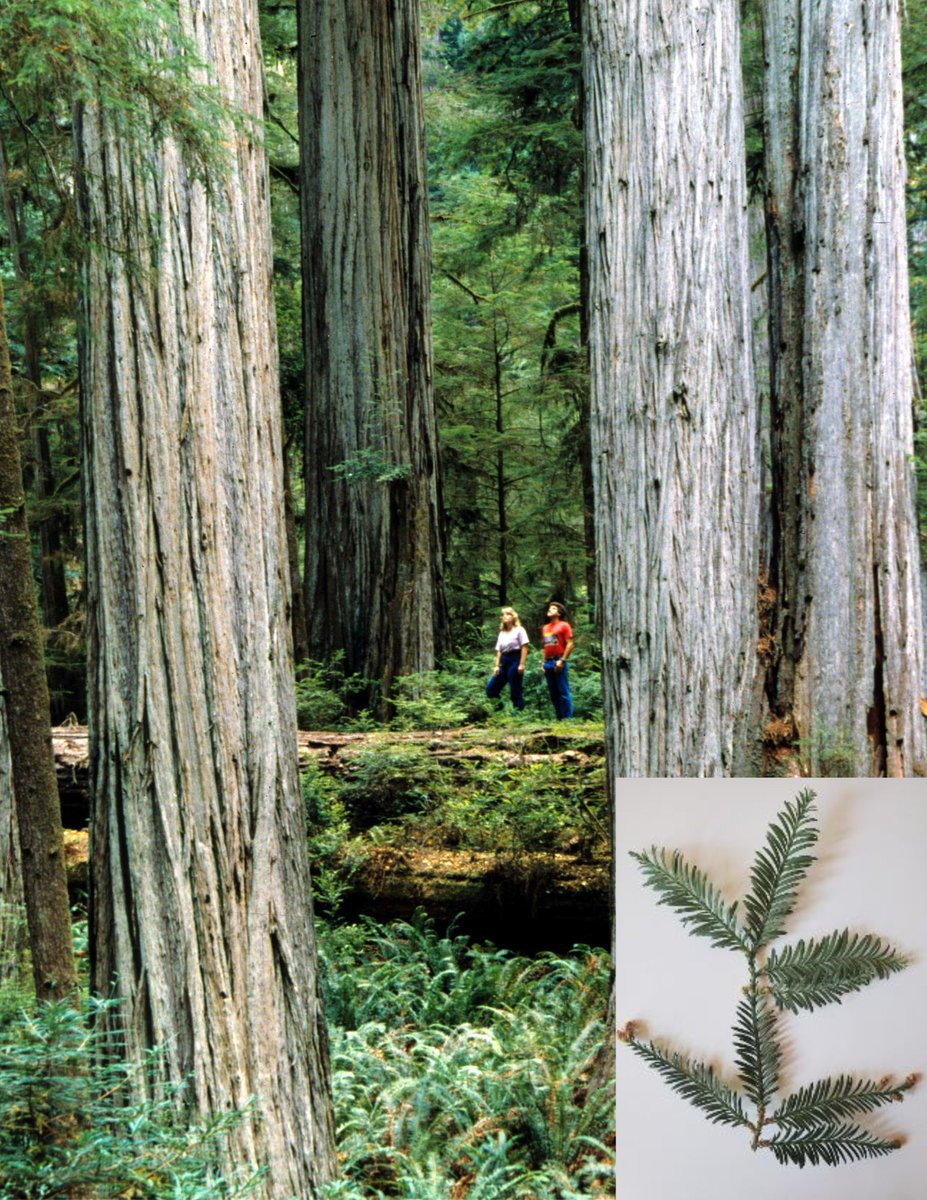 Fun fact: While the terms 'sequoia' and 'redwood' were sometimes used interchangeably in the past, they are in fact two different genera and species. Here is a side-by-side comparison (sequoias on the left, redwoods on the right) that shows some of the more obvious differences!