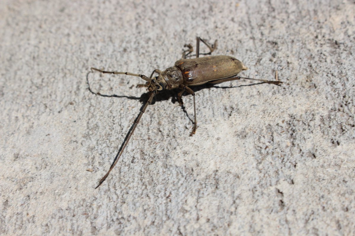 BanditoBill tweet media