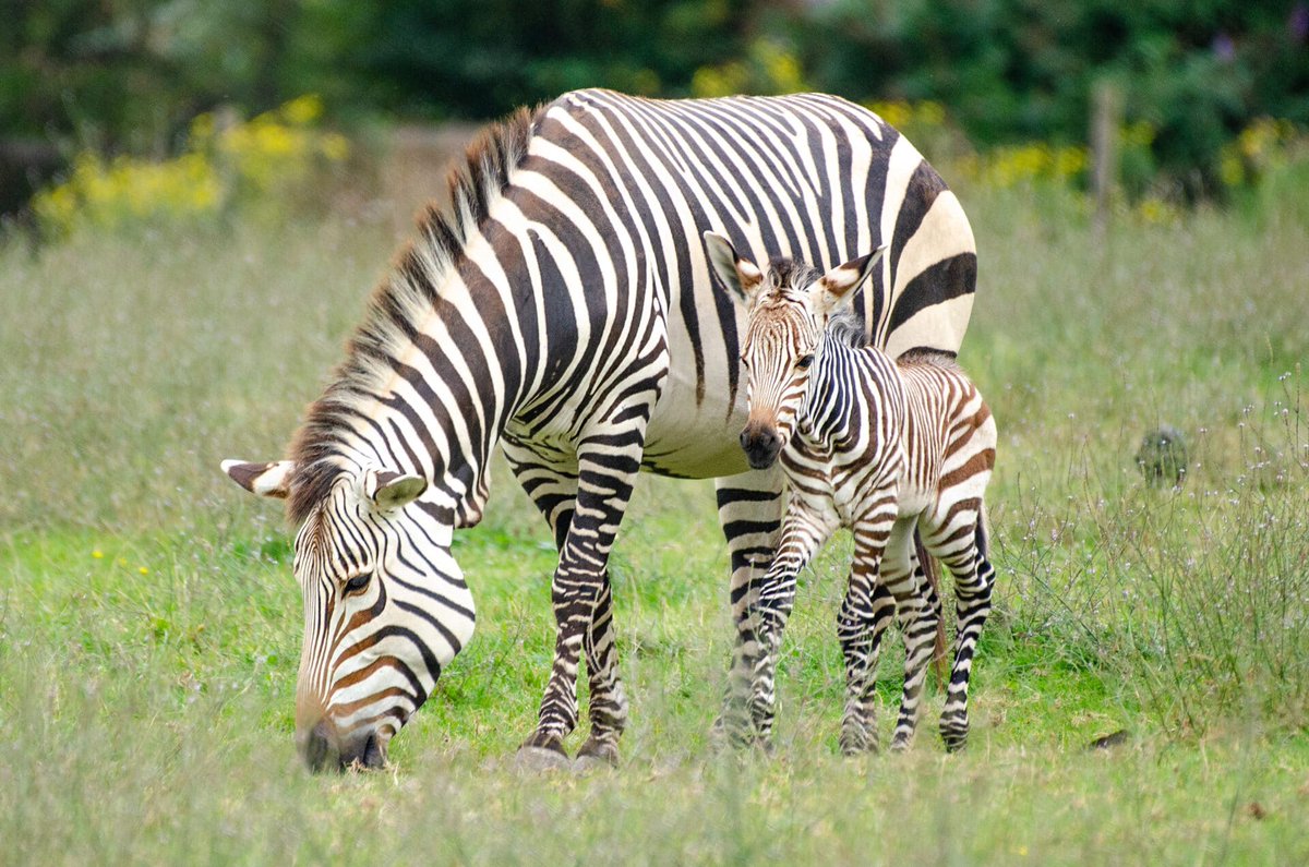 Wolf_lover30's tweet photo. the giraffe
'
'
'
'
'

#GiraffeLife #GiraffeLove #GiraffeFacts #GiraffeSpotting #GiraffeWatch #GiraffeFriendly #GiraffePower #Flamengo #Gabigol #SegredosRevelados #giants #Sampaoli https://t.co/RUWrtVljNE