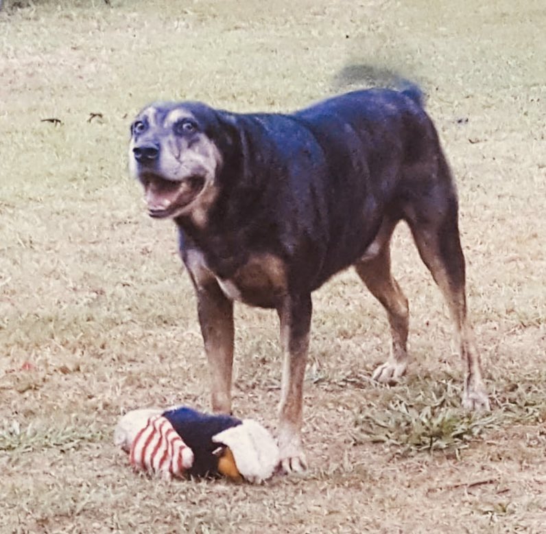 Honored to support such meaningful work🙏 Gift made in memory of Sampson, the lovable rescue of Road Art members, <a href="/AndyBleckley/">Andy Bleckley💥</a> &amp; <a href="/SolaraBleckley/">Solara</a>