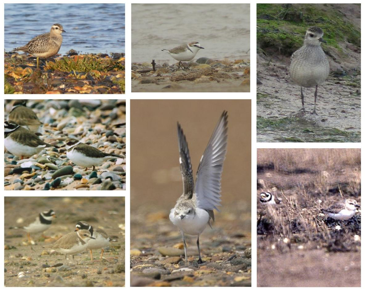 Somehow overlooked #PloverAppreciationDay !