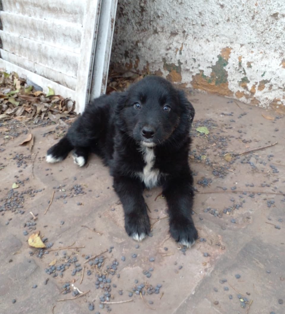 lagarzasosa_'s tweet photo. Estoy desmayada!
Clavelina tiene 50 días
Cruza de border collie, se entrega vacunada y desparasitada en CABA y GBA. La queres adoptar a esta bebe?
Misionsolidariatwitter@gmail.com 
Asunto: Clavelina sos hermosa 
Rt por favor, gracias! https://t.co/Z3ugctMCpc