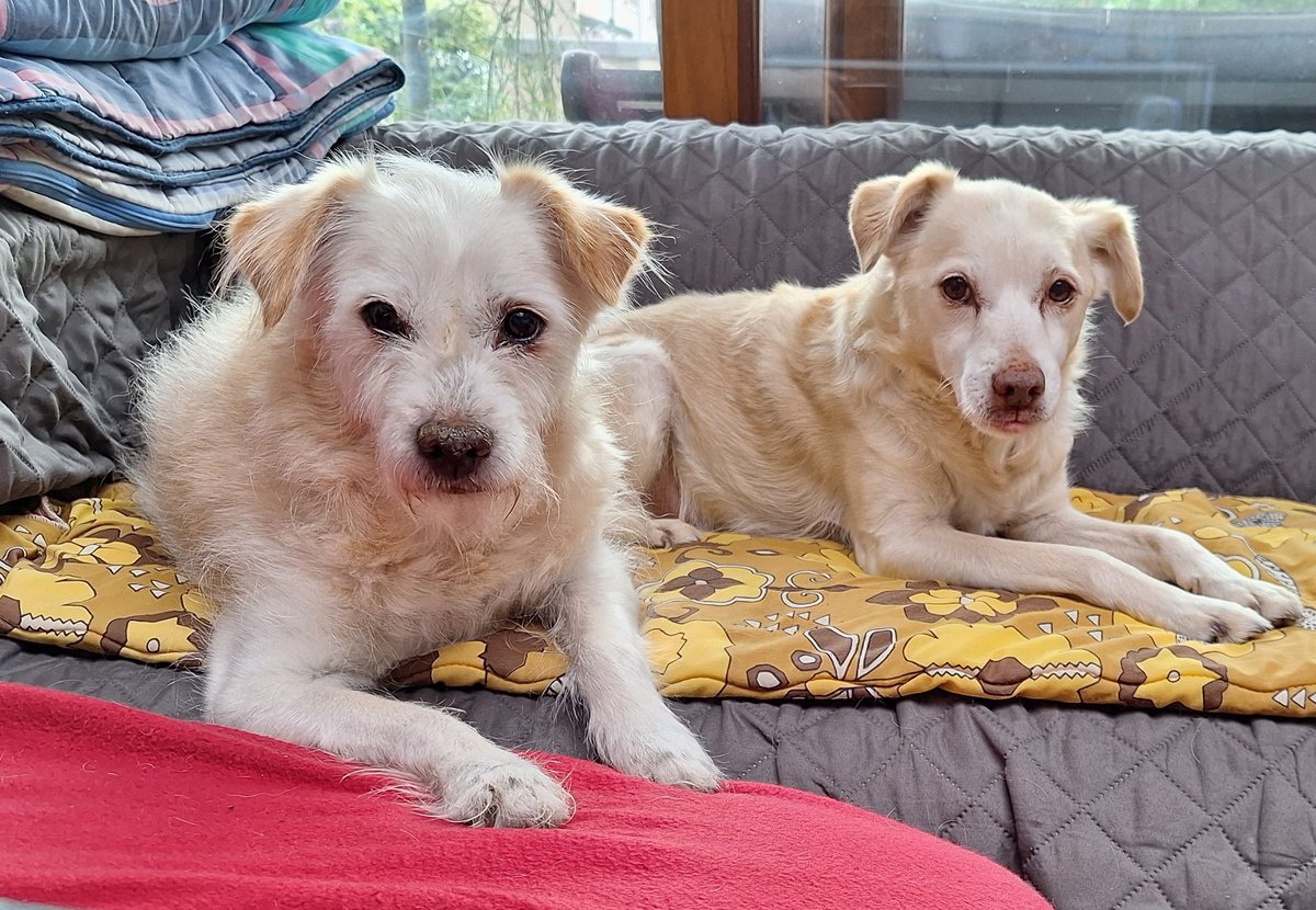 BasEnBobbie's tweet photo. Samen op de bank.
Together on the couch.
#samen #broertjes #samenopdebank #lekkerlatenliggen #together #brothers #letitlie #togetheronthecouch #rescuedog #rescuedogs https://t.co/eSI7zvaydm