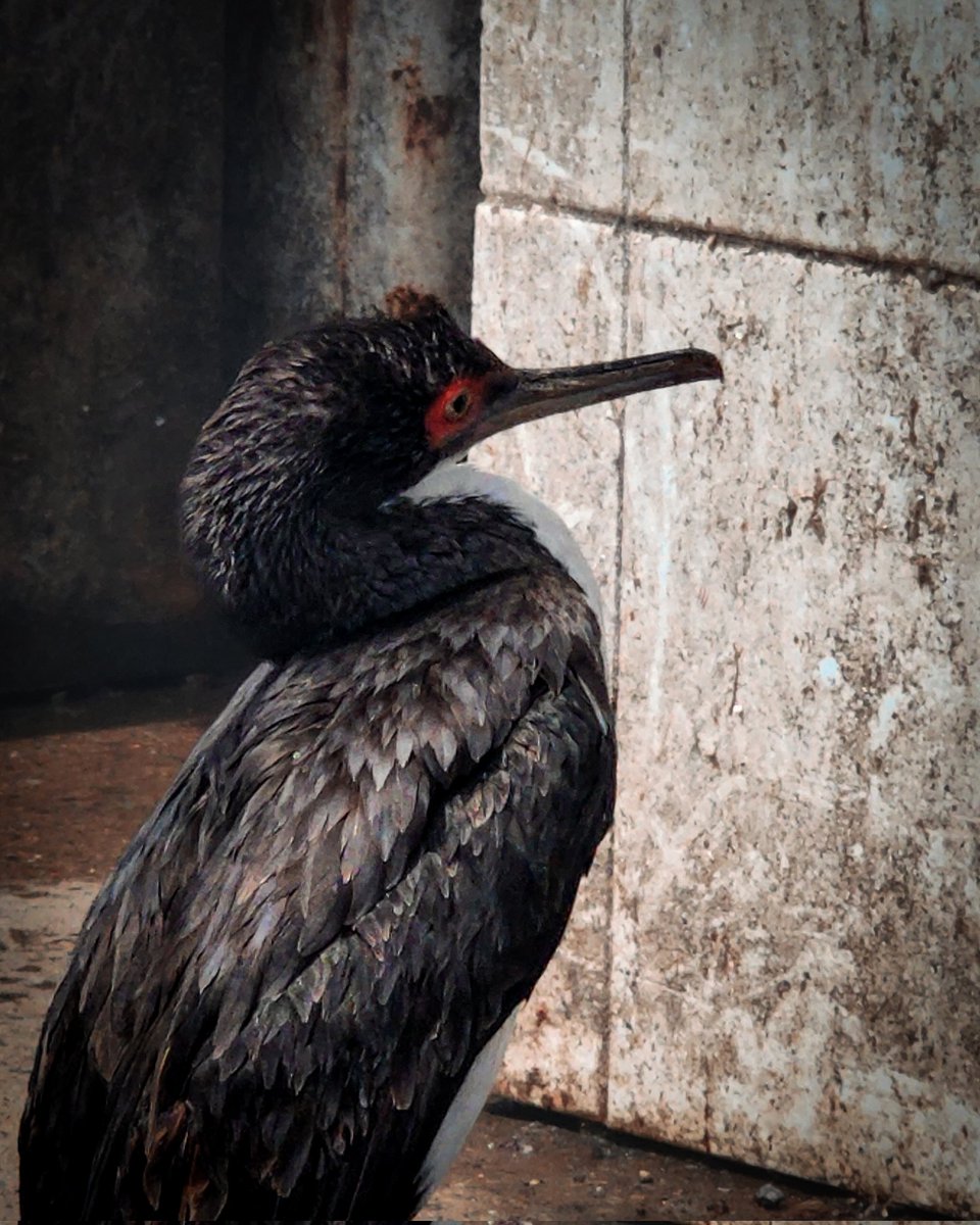 Cormorán #birdwatch #birdwatchers #avesdechile #birdschile #coquimbo #natgeotufoto #cormoran #birdwatch #guanaqueros #avesdechile  #cormoran  #birdofinstagram #birdsphotography  #reddeobservadoresdeaves #pajareros #pajareando #pajareandoenchile #naturaphotography #avesplayeras