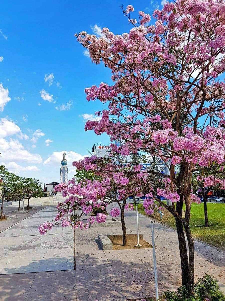 AnonimoSV503's tweet photo. El Maquilishuat Árbol Nacional de El Salvador, una belleza. https://t.co/UVbwrIEx8g