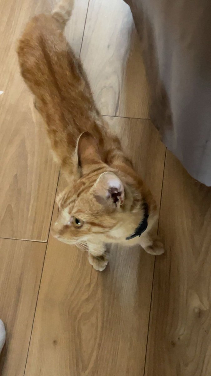 lilianessrine's tweet image. Aidez-nous à le retrouver! 

Sur le secteur de Savigny-le-Temple vers le stade Jean bouin. 

Il n’est pas rentré depuis 5 jours.

Merci aux personnes qui partagerons☺️

#savignyletemple #nandy