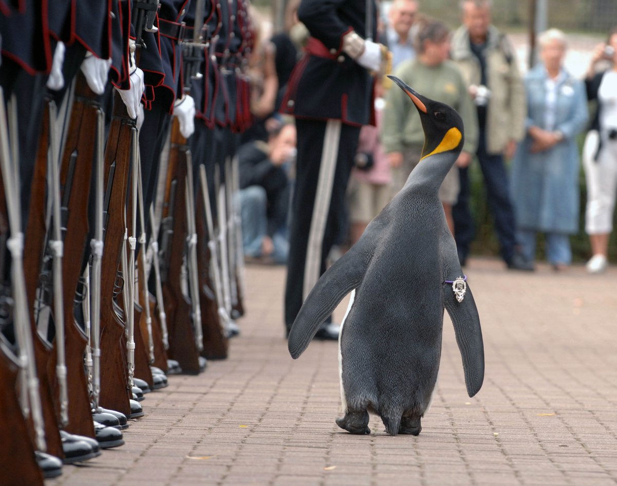 DefenderNor's tweet image. Showcase:
Recently promoted, 🏅Major General Sir Nils Olav III, a King Penguin from the 🇬🇧Edinburgh Zoo. 
The knighted bird is the highest ranking officer in the 🇳🇴Norwegian Kings Guard
#Norway #Scotland #Army #Zoo