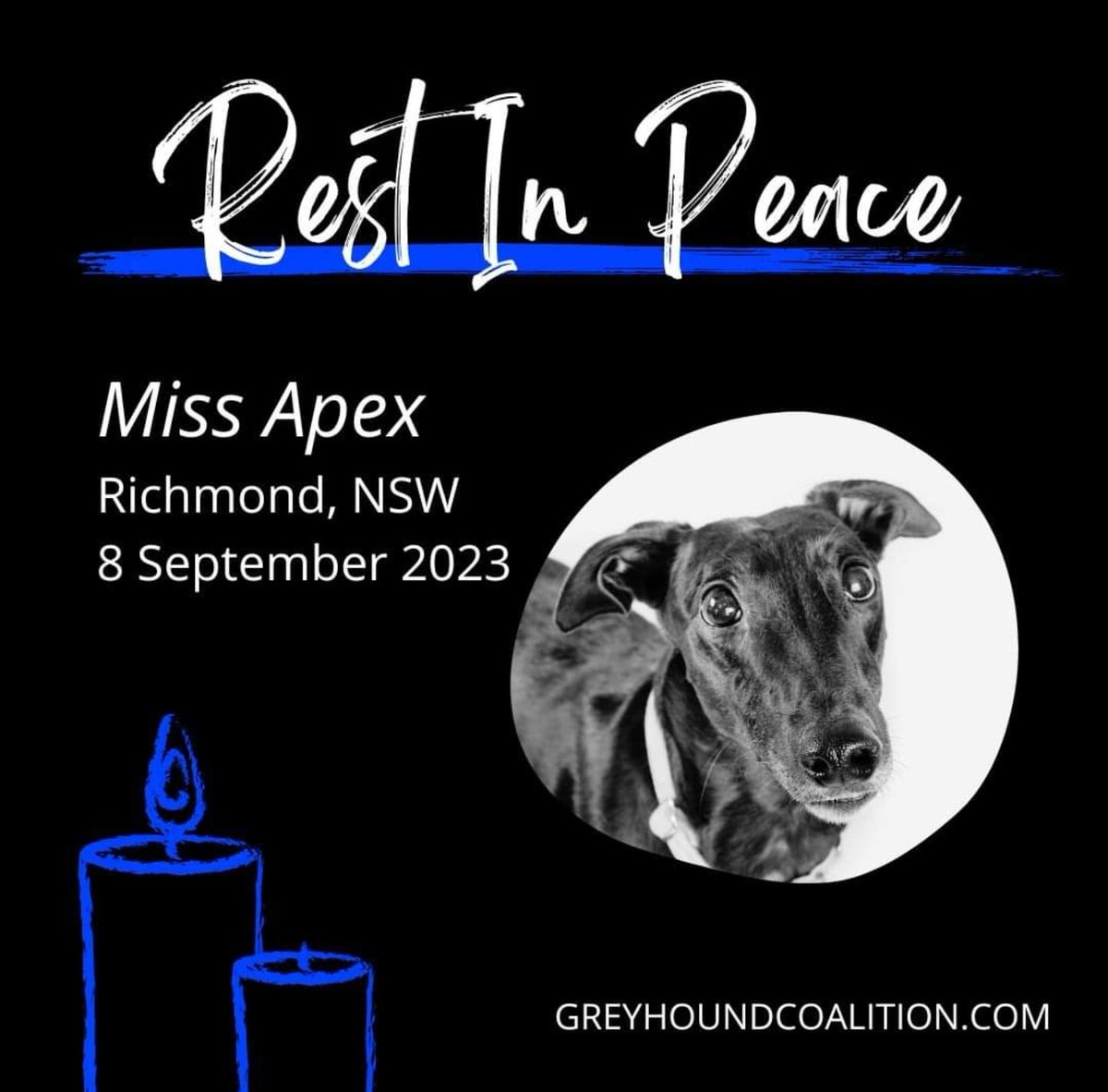 Miss Apex suffered her "fatal injury" after colliding with another greyhound in the catching pen.

She was only 22 months old.

She deserved so much better. #endgreyhoundracing