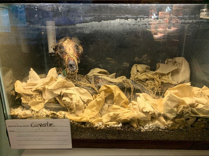 Chicago’s Field Museum keeps 10 colonies of flesh-eating Beatles to thoroughly clean any new bones they receive before they are then sanitized and put on display.