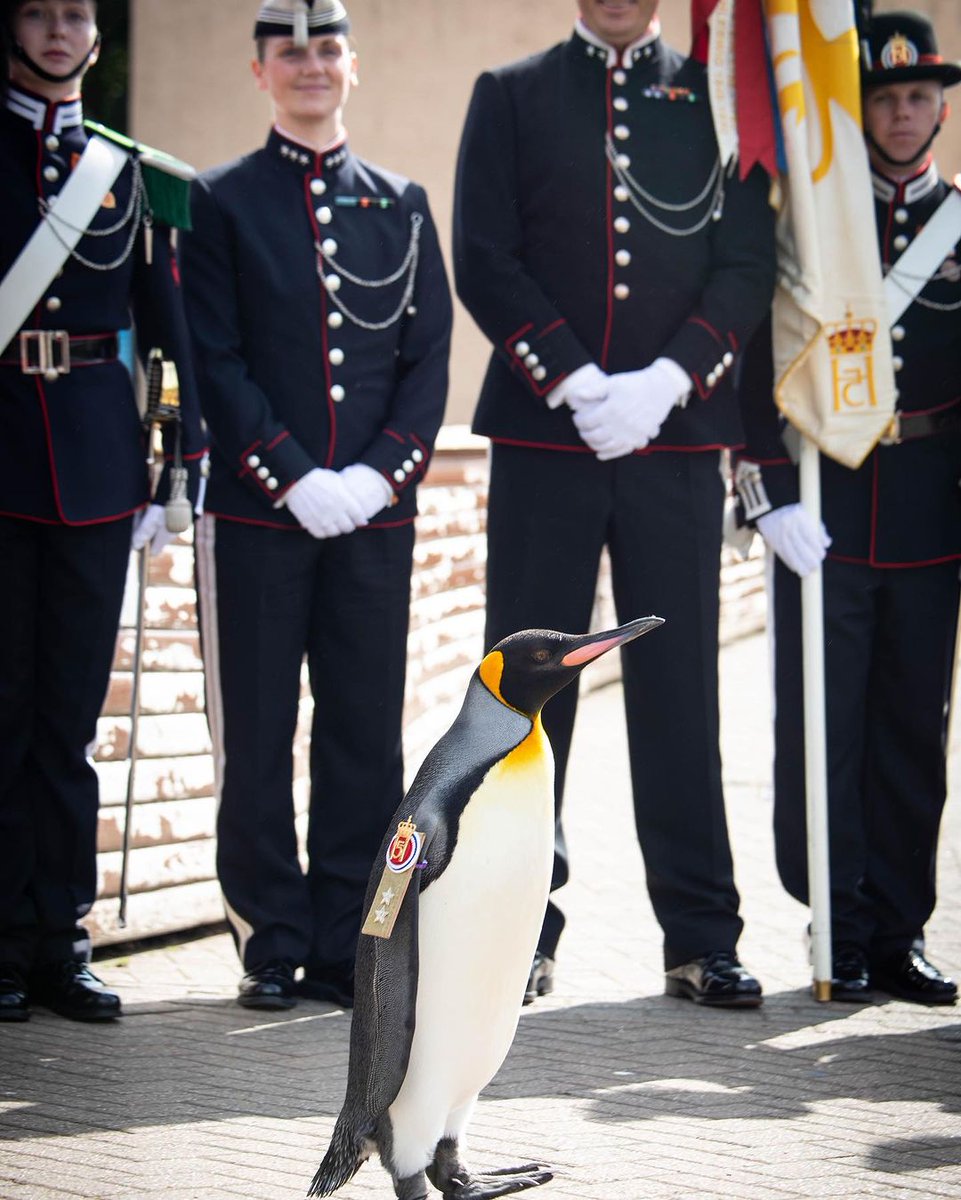 DefenderNor's tweet image. Showcase:
Recently promoted, 🏅Major General Sir Nils Olav III, a King Penguin from the 🇬🇧Edinburgh Zoo. 
The knighted bird is the highest ranking officer in the 🇳🇴Norwegian Kings Guard
#Norway #Scotland #Army #Zoo