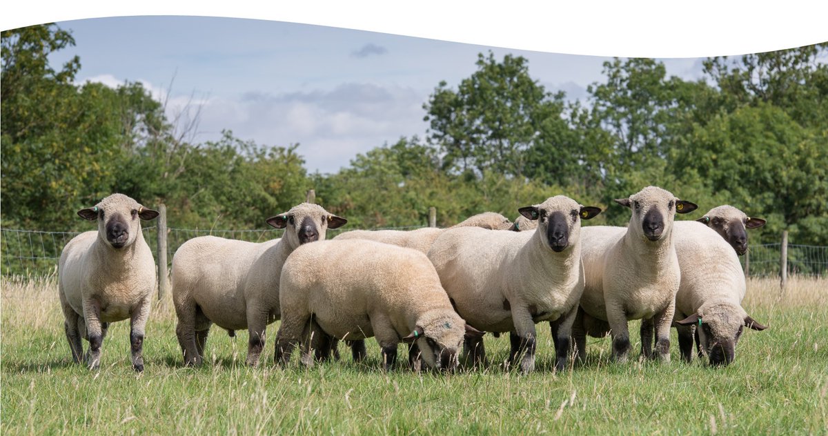 Hampshire Down Sheep (@hampssheep) on Twitter photo Hampshire rams are selling well this year due to commercial farmers hearing about the longevity of our rams and the lambs finishing faster off minimal concentrates
Next chance is at Builth NSA Sale tomorrow! 22 on offer
nationalsheep.org.uk/.../nsa-2023-m…... Hampshire rams are selling well this year due to commercial farmers hearing about the longevity of our rams and the lambs finishing faster off minimal concentrates
Next chance is at Builth NSA Sale tomorrow! 22 on offer
nationalsheep.org.uk/.../nsa-2023-m…...