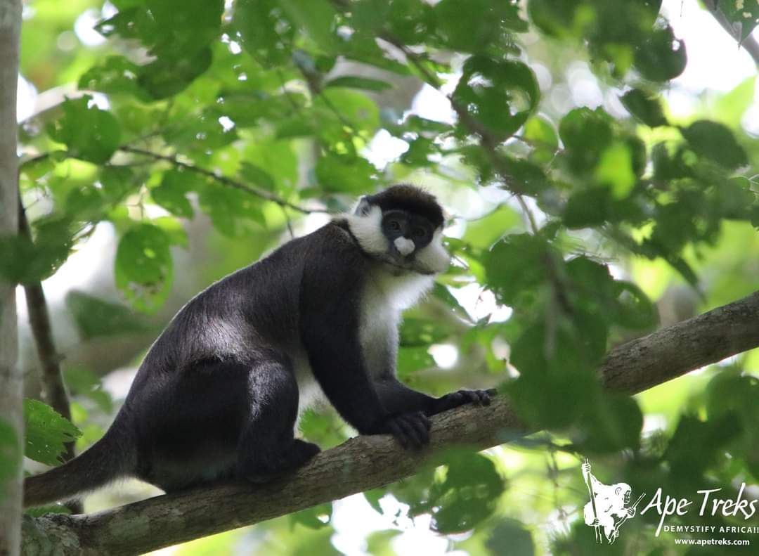 Ben Oleni Ntale (@ntaleh) on Twitter photo 