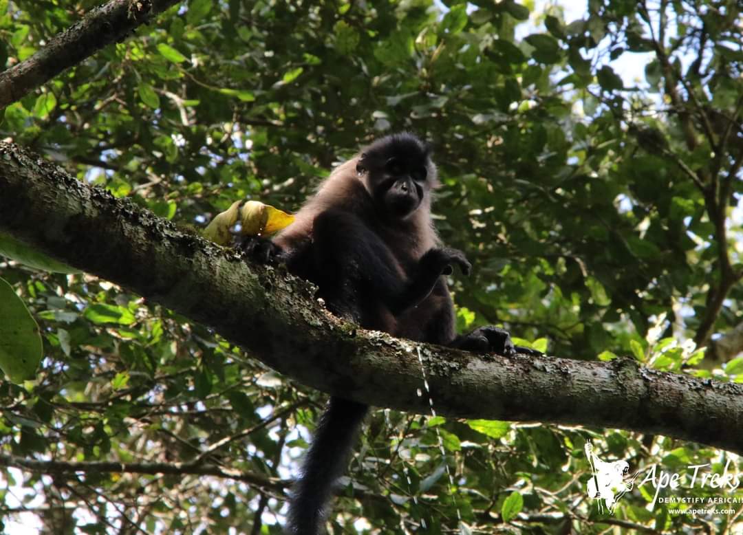 Mabira Forest at Glance: Covers a total area of 306sqkms, Home to 315 recorded bird species, Has 312 tree species and shrubs, Houses 218 Butterfly species &amp; 97 Moth species and a Haven to 26 Mammal Species including three primates: Red Tailed Monkeys and Grey-cheeked Mangabey