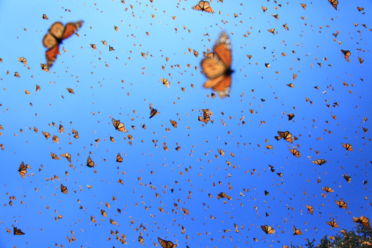 DenverMuseumNS's tweet photo. Experience the #InfinityTheater giant screen with a sensory-friendly family screening of "Flight of the Butterflies" on Sept. 21. All experiences are welcome! https://t.co/0c0G78blCj https://t.co/DqYcsLiGE9