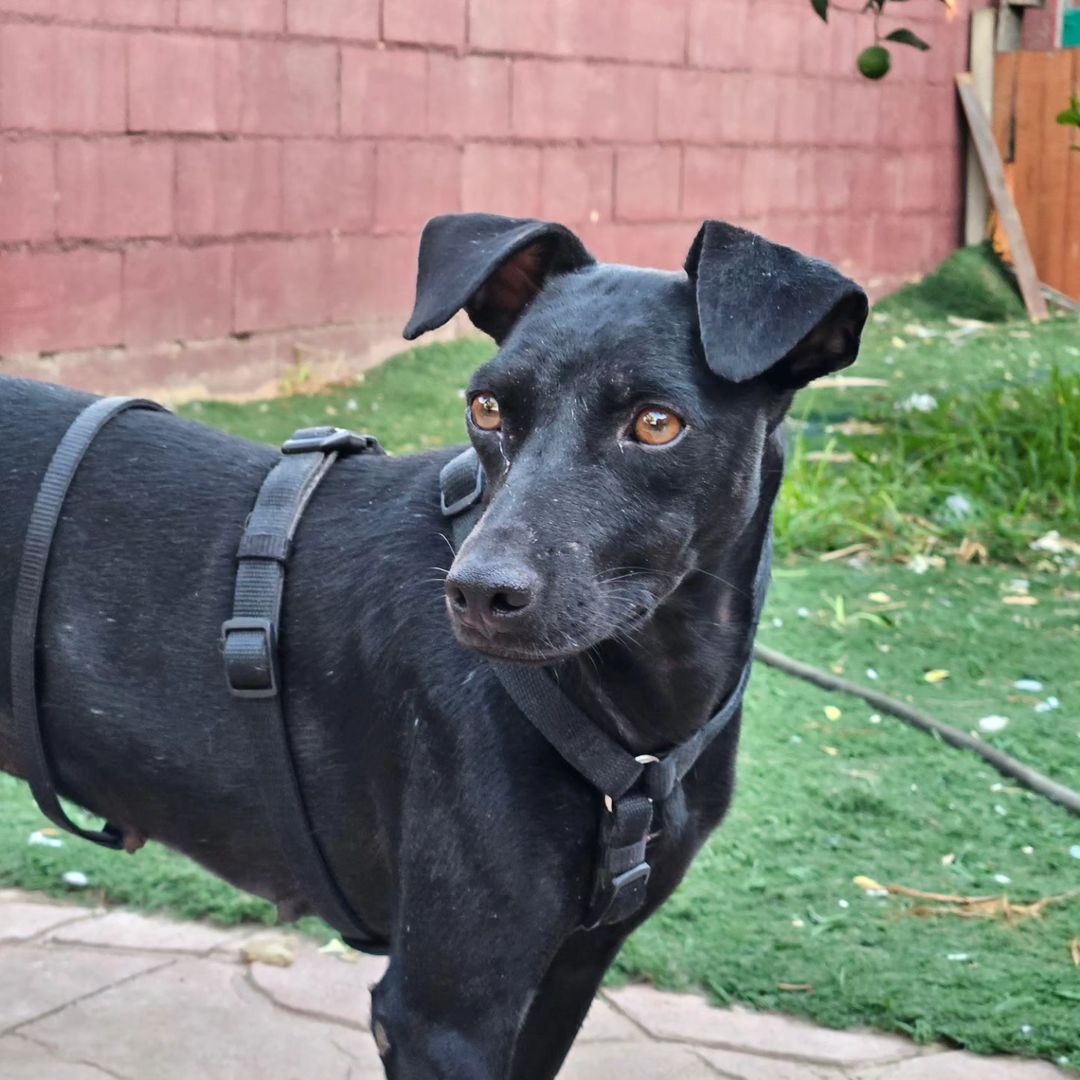 ColectivoDara's tweet photo. Este bellezón es DOWI y está buscando una familia. Tiene menos de 2 años y pesa solo 12 kilitos. Estaba tirada en un pueblo pariendo sin control y la hemos rescatado junto a sus bebés. Es sociable con perros y personas aunque un poco tímida. Le haces un hueco en tu sofá? (+) https://t.co/6MiGxH9Ubs