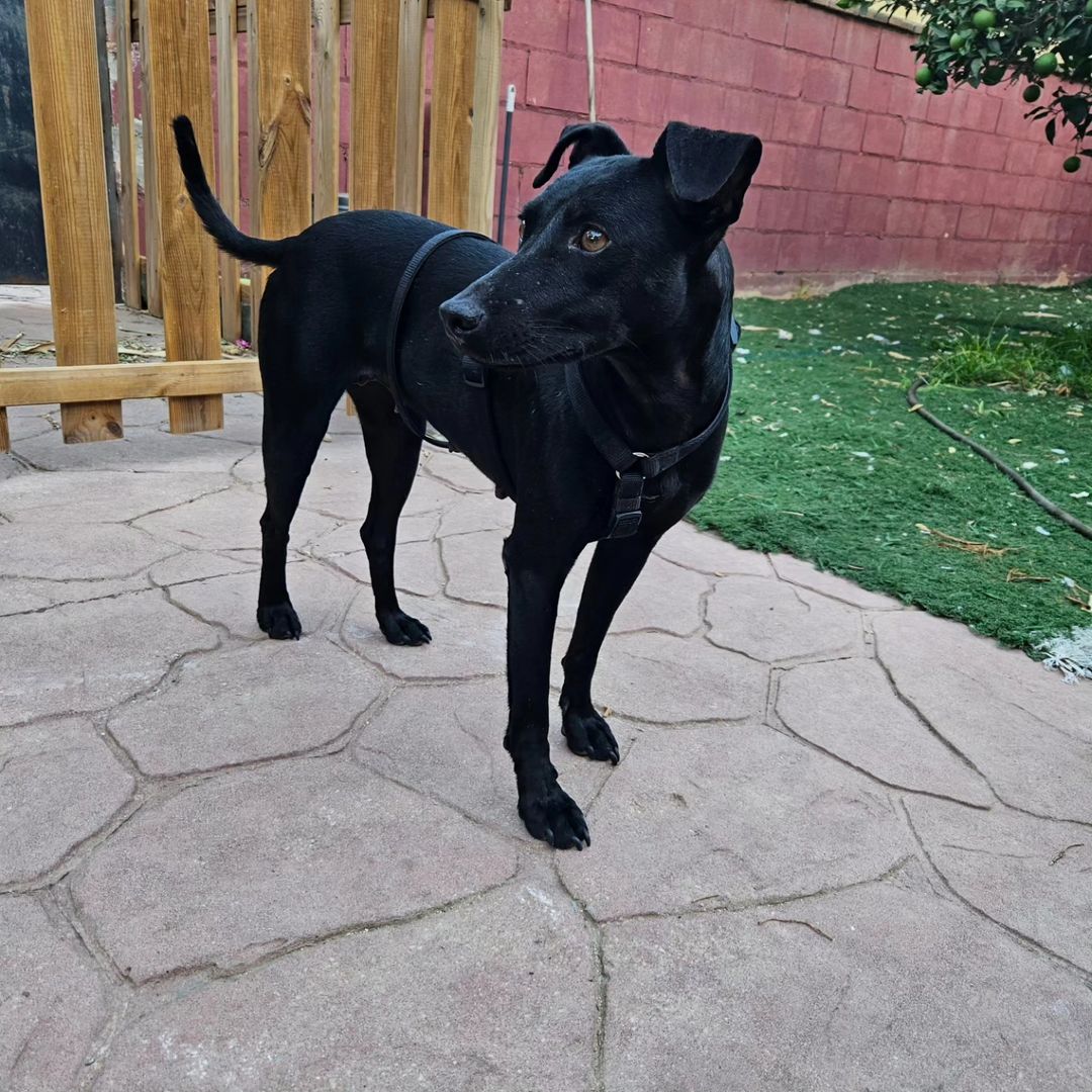 ColectivoDara's tweet photo. Este bellezón es DOWI y está buscando una familia. Tiene menos de 2 años y pesa solo 12 kilitos. Estaba tirada en un pueblo pariendo sin control y la hemos rescatado junto a sus bebés. Es sociable con perros y personas aunque un poco tímida. Le haces un hueco en tu sofá? (+) https://t.co/6MiGxH9Ubs