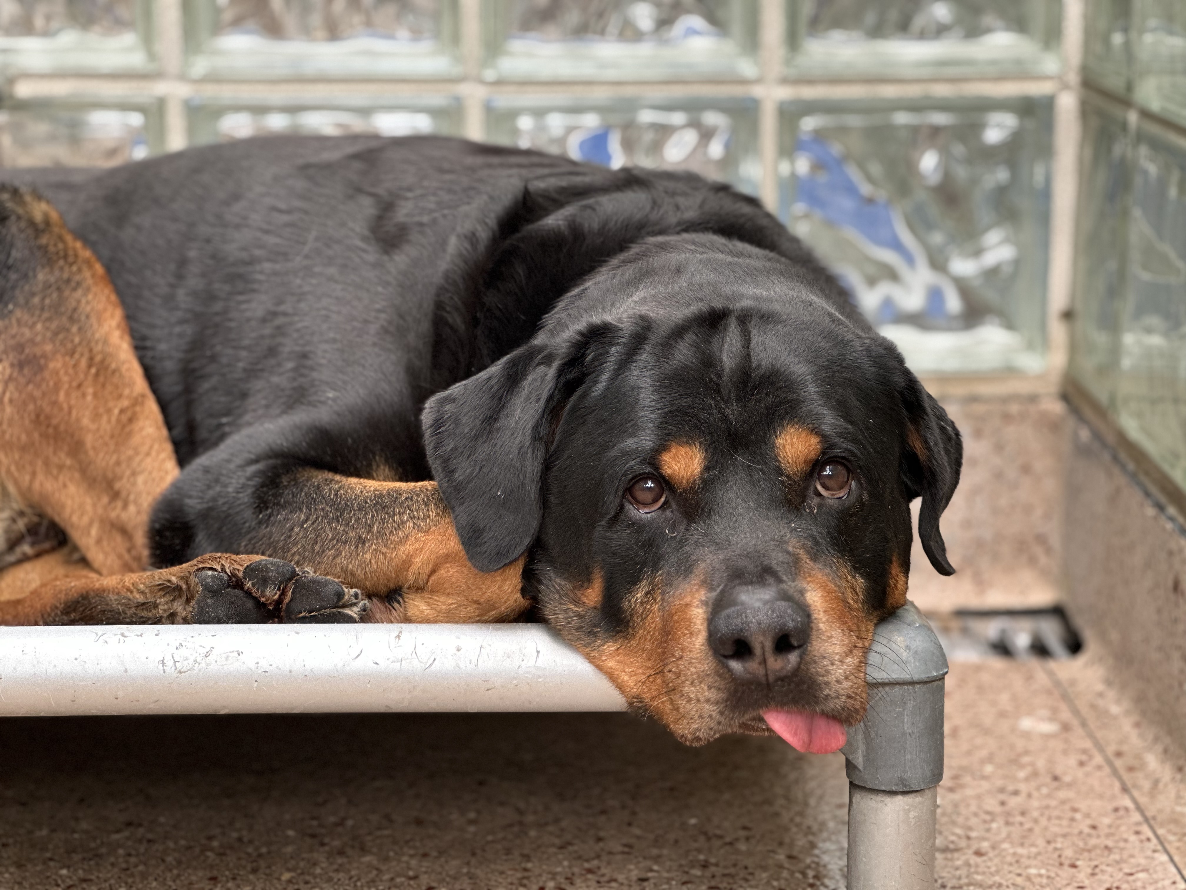 Spca rottweiler deals