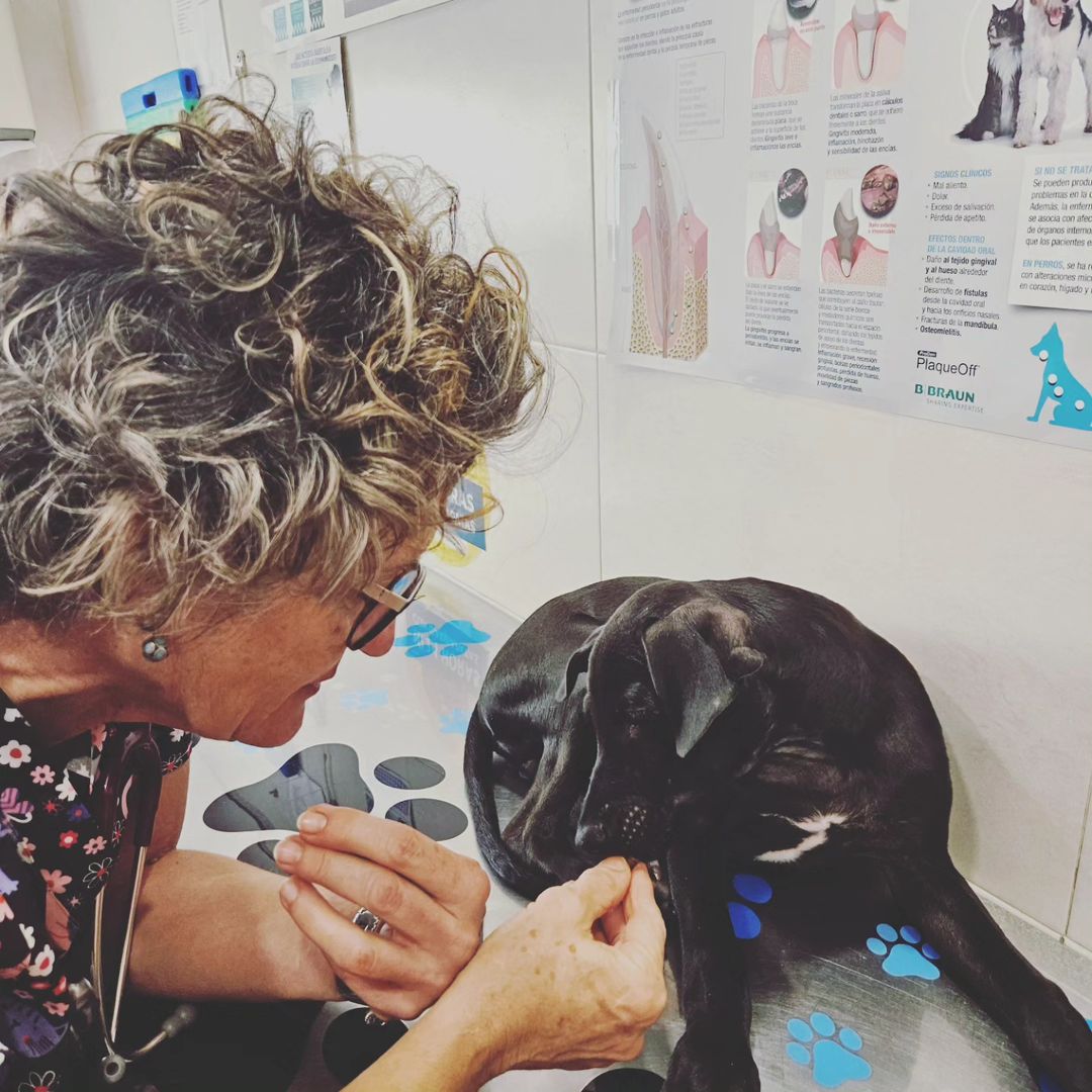 ColectivoDara's tweet photo. 🖤 CAPUCCINO 🖤 NECESITA URGENTEMENTE UN HOGAR. Ya ha hecho su última visita al veterinario y ha pasado la cuarentena. Por favor, NO DEJES QUE CREZCA EN UNA PROTECTORA 🙏 Acoge, adopta, dale like o comparte. Tiene 4 meses y será de tamaño medio 🐕 @elrincondepeco @hope4pets https://t.co/4jiYGai0JC