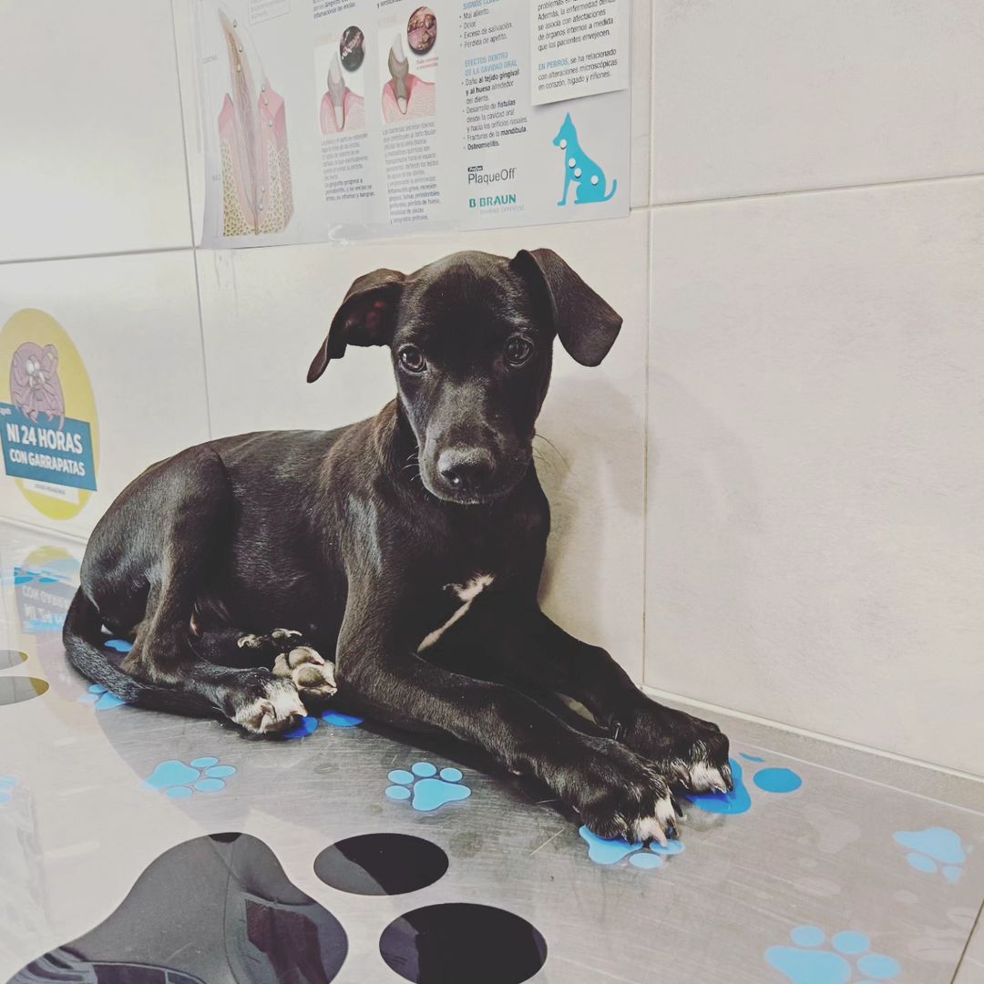 ColectivoDara's tweet photo. 🖤 CAPUCCINO 🖤 NECESITA URGENTEMENTE UN HOGAR. Ya ha hecho su última visita al veterinario y ha pasado la cuarentena. Por favor, NO DEJES QUE CREZCA EN UNA PROTECTORA 🙏 Acoge, adopta, dale like o comparte. Tiene 4 meses y será de tamaño medio 🐕 @elrincondepeco @hope4pets https://t.co/4jiYGai0JC