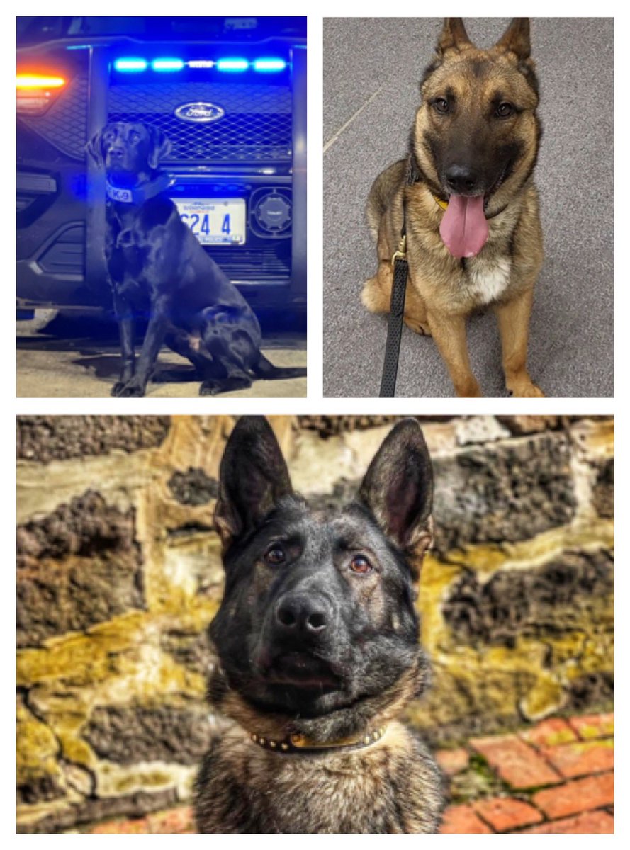 Love4PoliceDogs's tweet image. A few of the K9s on the waiting list for narcan &amp;amp;/or vests w/@k9sofvalor! 
We can ALL help! 
Donate if you can, share (RT) if you can’t, or both. Even just interacting w/the post helps!
They’re helping keep us safe, so let’s do the same for them ➡️ k9sofvalor.org TY!
