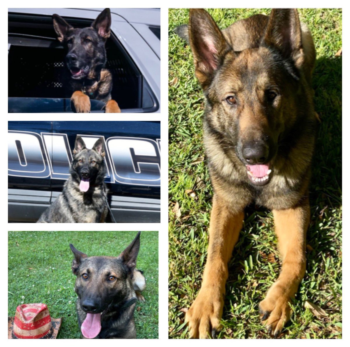 Love4PoliceDogs's tweet image. A few of the K9s on the waiting list for narcan &amp;amp;/or vests w/@k9sofvalor! 
We can ALL help! 
Donate if you can, share (RT) if you can’t, or both. Even just interacting w/the post helps!
They’re helping keep us safe, so let’s do the same for them ➡️ k9sofvalor.org TY!