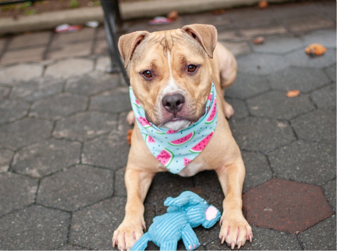 notthesameone2's tweet photo. 🐾2-y/o King at ACC in Jan, adopted &amp; now surrendered b/c landlord will not allow. Neutered, housetrained, well-behaved, good on/ off leash, playful. Friendly w/ strangers &amp; dogs &amp; okayed for kids 5+. Available to foster or adopt. Needs an offer by *9/19* https://t.co/JB2cl9885g https://t.co/fr4fjYl98i