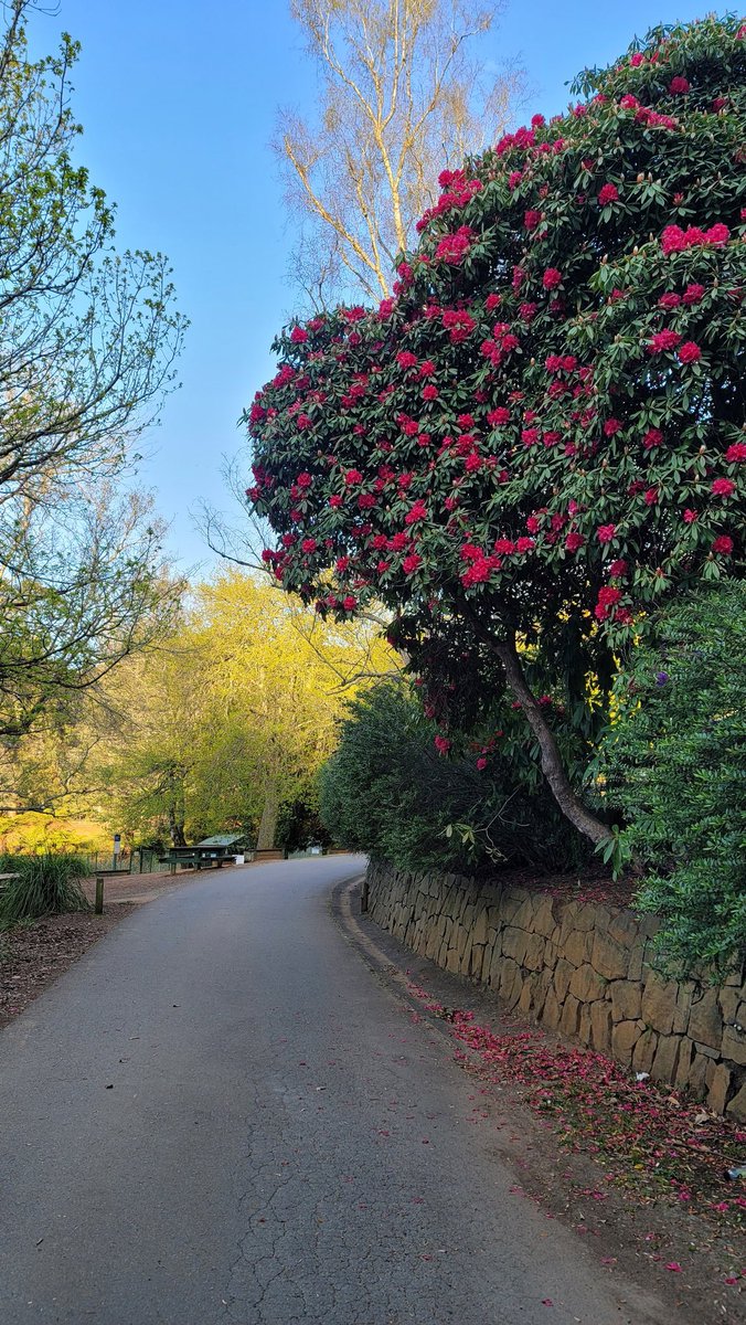 🌿 PearlescentMoon 🌿 tweet media