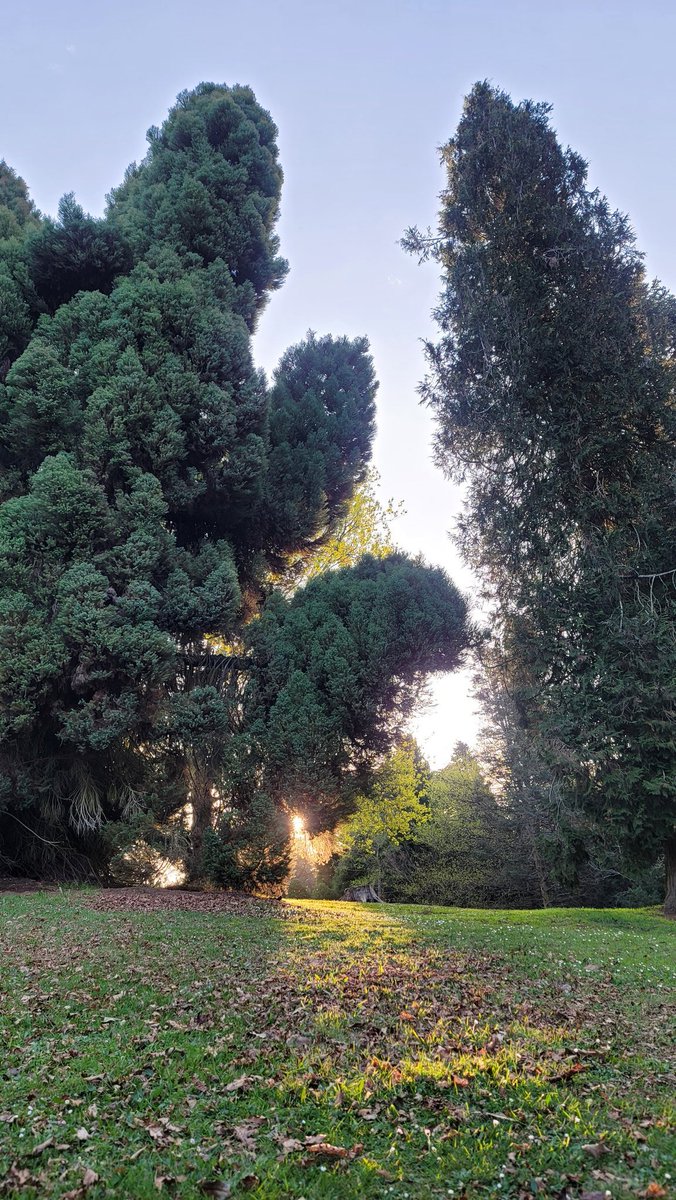 🌿 PearlescentMoon 🌿 tweet media