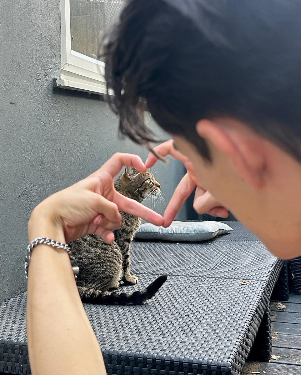 ushijisama's tweet photo. ⠀⠀⠀⠀⠀  ㅤㅤ
   ⠀⠀    ⠀ golden retriever boy meets:: 
               🐾 sweetie kitty on the street. https://t.co/yt3zNVG2aU