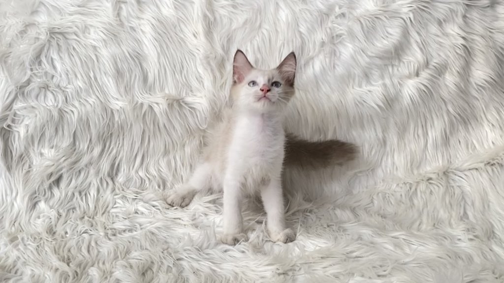 pengabdi_mecin's tweet photo. Open adopt kucing Ragdoll X Himalaya😻 Lokasi di Tangerang Karawaci. DM untuk maharnya yaa. ❤️✨🫶🏻 #adopsikucing #adopsikucingtangerang #adopsikucingjakarta https://t.co/2iWJlLvqru