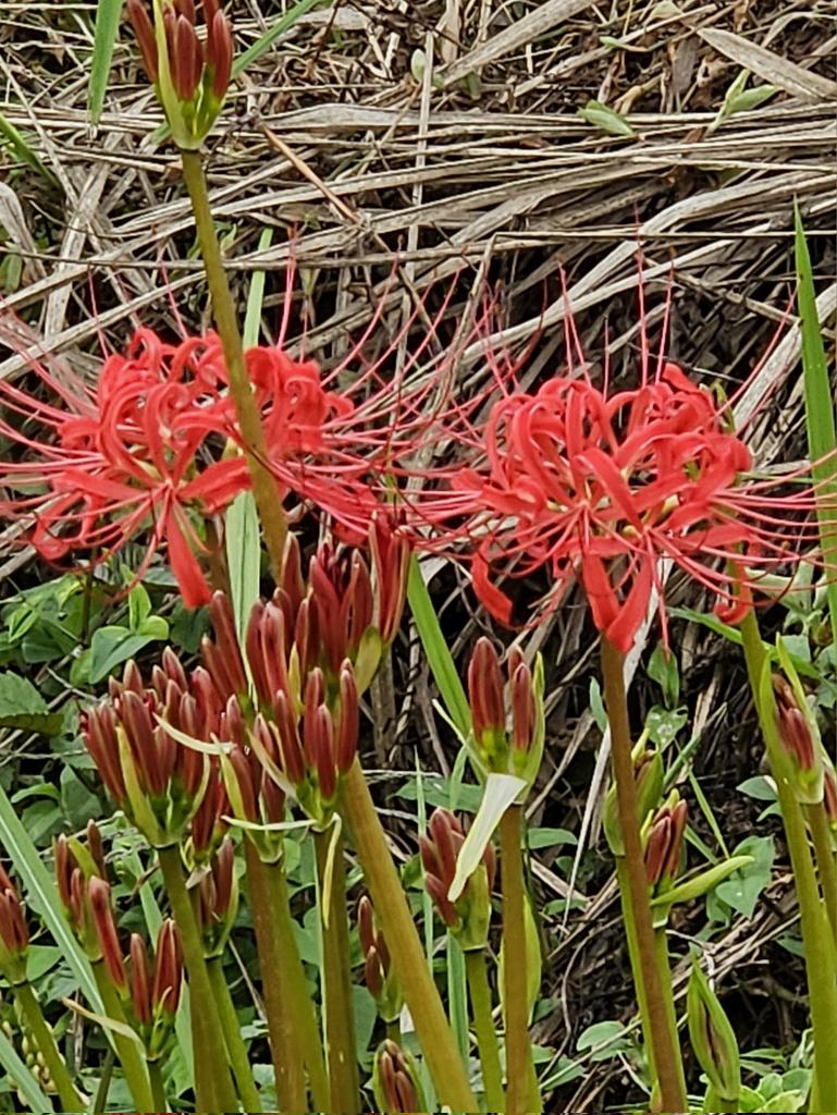 fukuro_jk's tweet image. 彼岸花
曼珠沙華

裏道に2つだけ咲いてました
これから楽しみです
早く秋が来ないかな🎵

#曼珠沙華
#clusteramaryllis