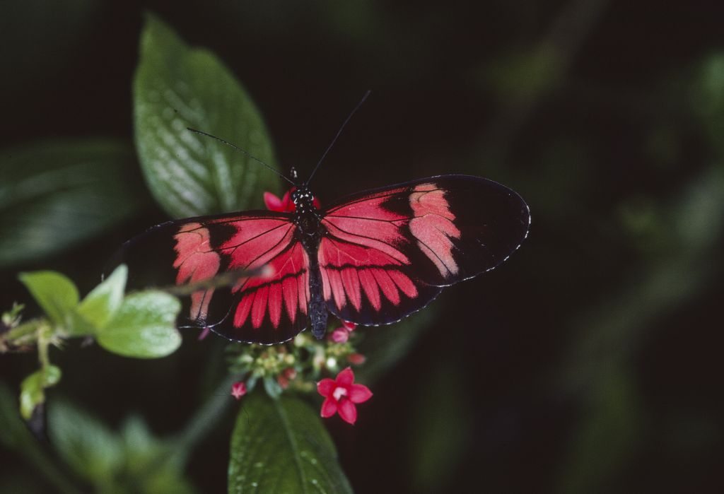 Keine Berge, Gebäude oder Personen, sondern etwas viel kleineres: die Schmetterlinge 🦋 auf #EPicsBiosys
Heute im #Blog #Crowdsourcing #WerWeissMehr
doi.org/10.35016/ethz-…