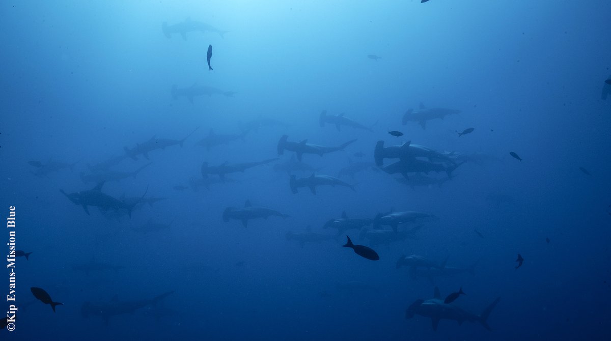 Sylvia A. Earle tweet media